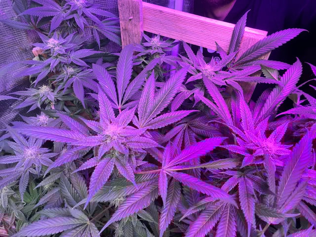 white 🕷️  — flower, day 127