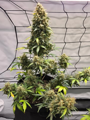 2nd Grow 3x5 tent — flower, day 81