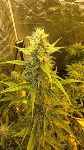 Grow #2 Thank You to All that helped guide me, offered advice, gave insight, or complimented progress. Now to apply some of what I learned the first go-round.  — flower, day 56