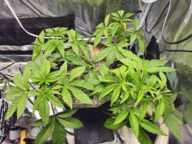 Crushberry Sugar — vegetative, day 33