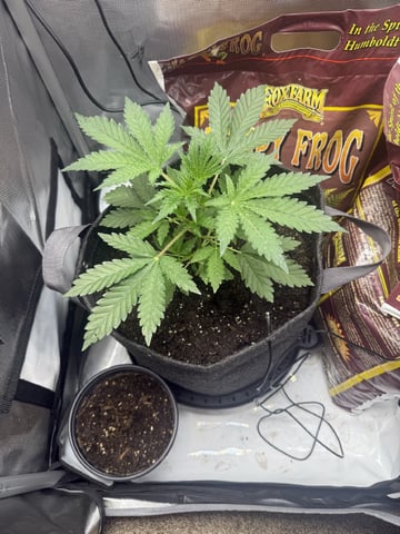 Random Seed — vegetative, day 23