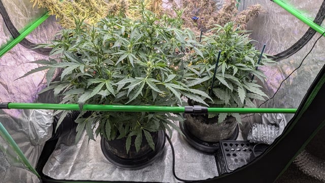 Perpetual Autoflower Mixed Grow #3 — flower, day 94