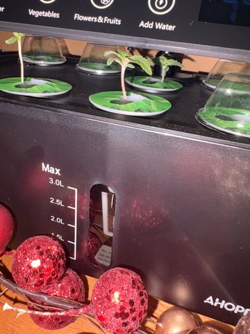 Rc Exotics — seedling_rooting, day 10