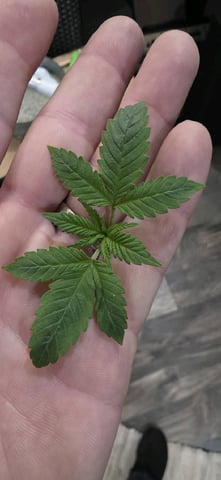 Girl Scout Cookies  — vegetative, day 23