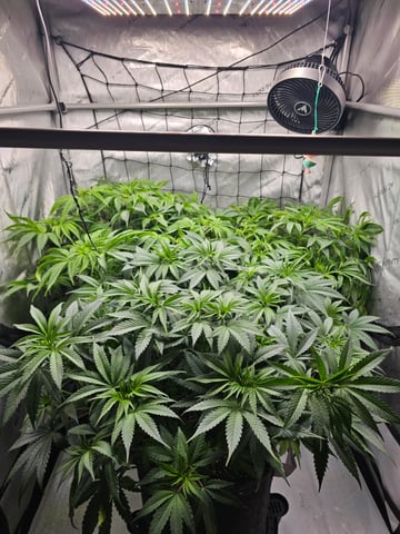 ethos genetics  — vegetative, day 51