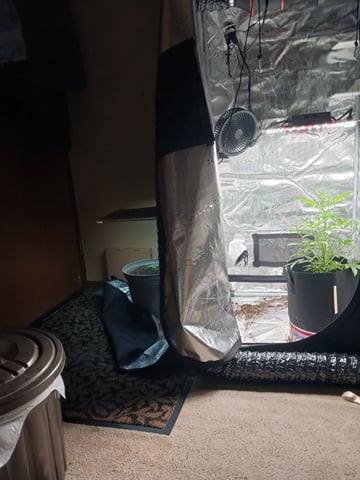 black gorilla feminized  — vegetative, day 9