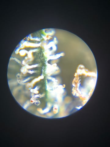 Northern Lights & Quick One  — harvest, day 56