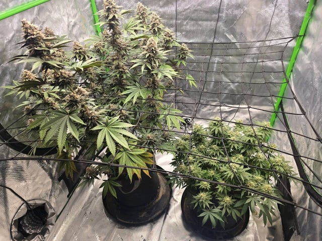 2nd grow round 2 — flower, day 93