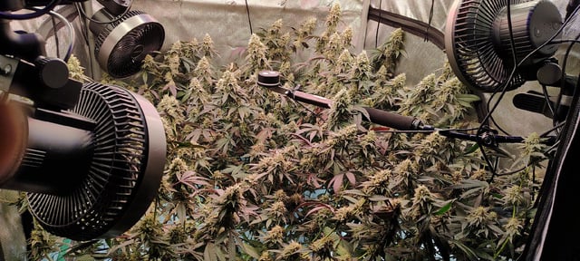 Straight Blasted  — flower, day 55