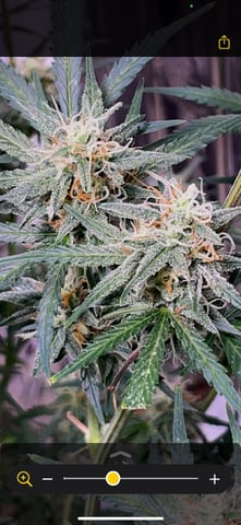 FIRST AUTO RUN — auto, day 49