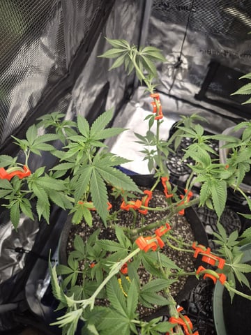 Grow 1 2026 Dream Widow — vegetative, day 80