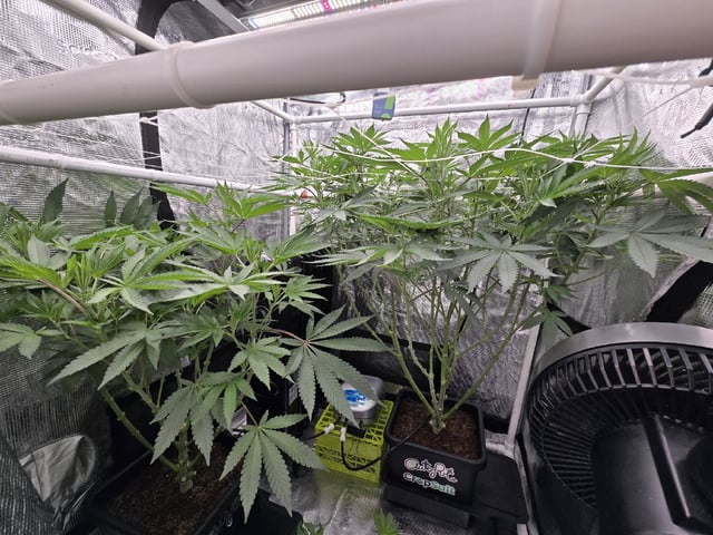 Grow 5.o — flower, day 53