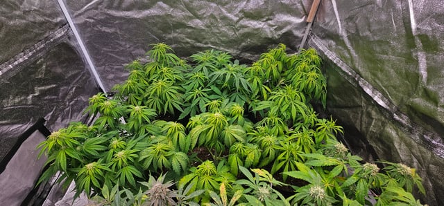 Blueberry  — grow_setup, day 51