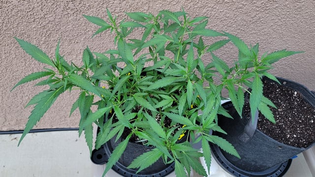 Poison Rainbows — vegetative, day 89