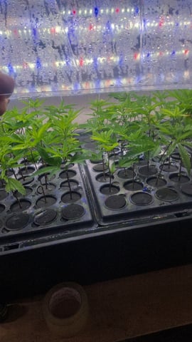 Dwc  — seedling_rooting, day 2