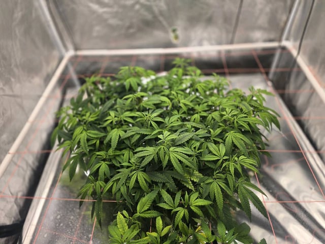 Platnium Jelly — vegetative, day 56