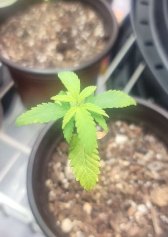 Poison Rainbows — seedling_rooting, day 26