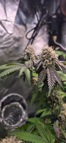 Looking for advice! — flower, day 85