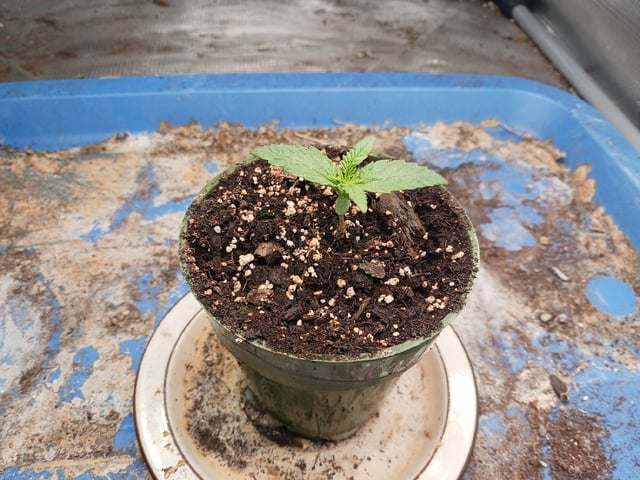 2nd Grow 2026 