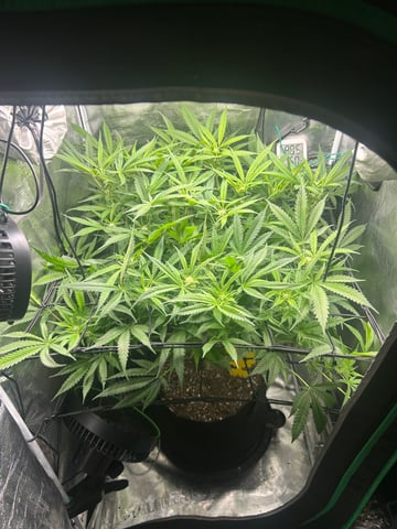 2nd Run — flower, day 97