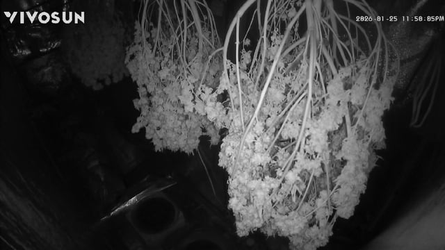 new bee's  — harvest, day 168