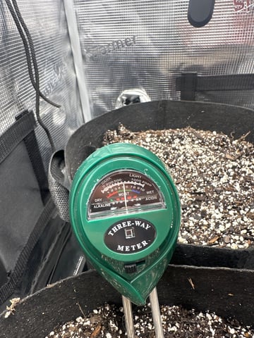 Gorilla Cookies — 1st Grow — germination, day 3