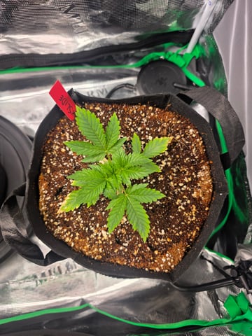 Sapphyre & Rockslide — vegetative, day 35