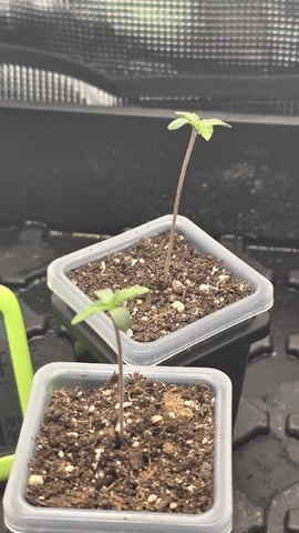 Strawberry Sugar  — seedling_rooting, day 5