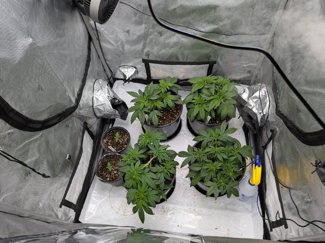 Grow Tent Starts — vegetative, day 51