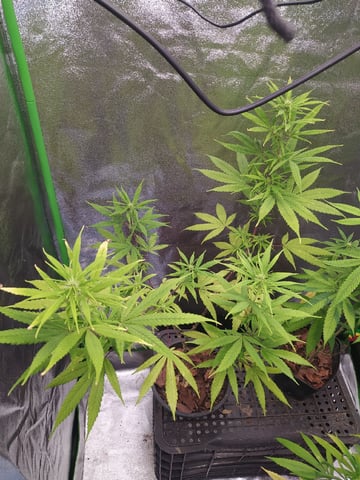 Pren seeds from brazil — flower, day 2