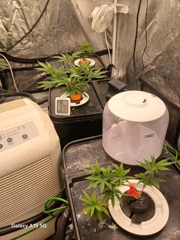 randys grow — vegetative, day 1