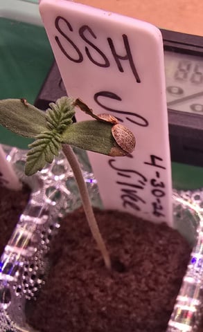 Super Silver Haze Fem Photo — seedling_rooting, day 6