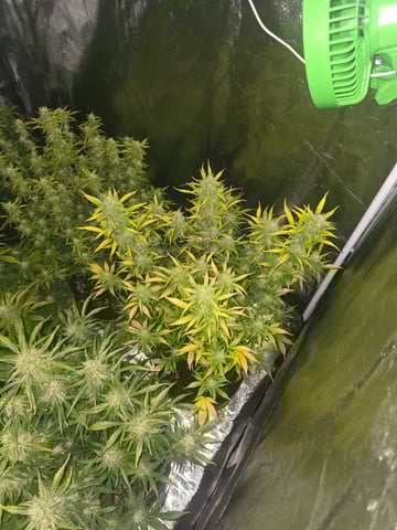 2nd Autoflower Indoor Grow — flower, day 64