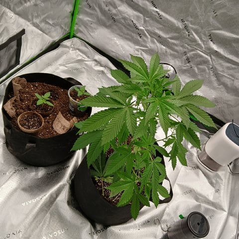 run #3 — vegetative, day 130