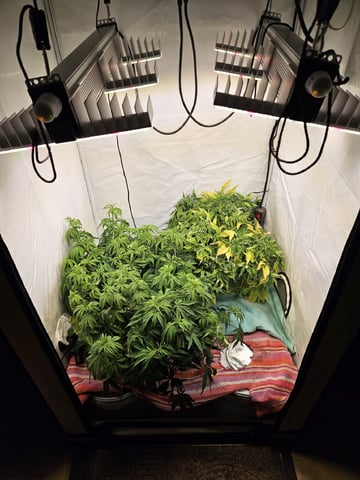 PITA — flower, day 60