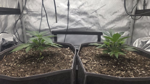 lilac diesel Rbx2 — vegetative, day 34