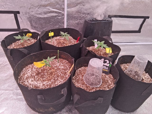 TEAM FULL AUTOS — seedling_rooting, day 16