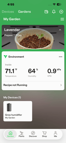 Lavender and Anesthesia Auto — seedling_rooting, day 21