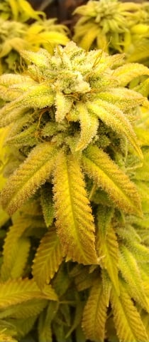 Second Grow — flower, day 54