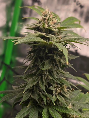 First grow — flower, day 107