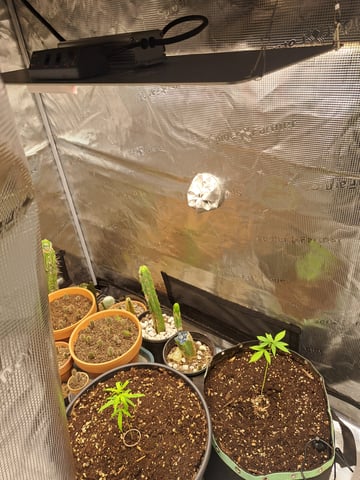 Bucket List Grow #2 — vegetative, day 78