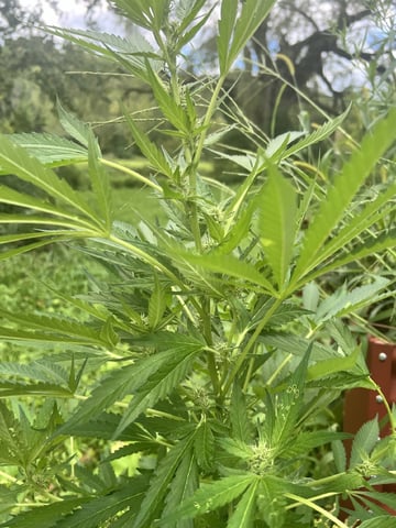 Banjo (Adam’s Plant) — flower, day 54