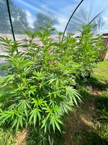 BlackBerry Moonrocks  — flower, day 17