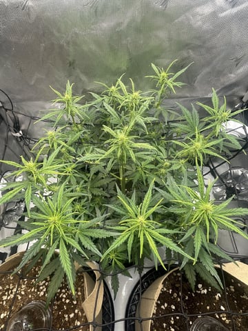 3x3 Grow — seedling_rooting, day 10