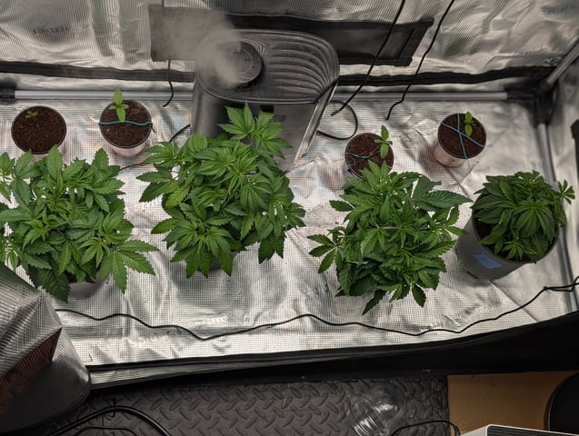 EG/SM/SG/CW — vegetative, day 29
