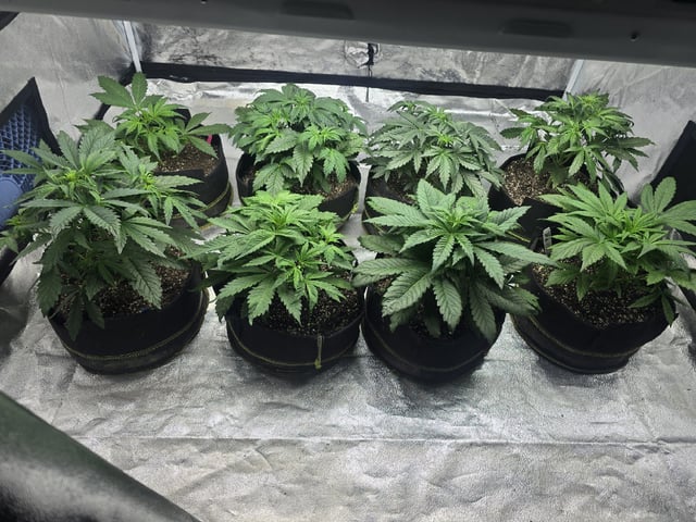 Autos AGAIN — vegetative, day 33