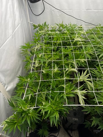 Permanent Marker, Gary Payton — flower, day 4