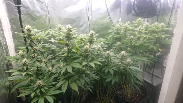 Closet grow  — flower, day 57