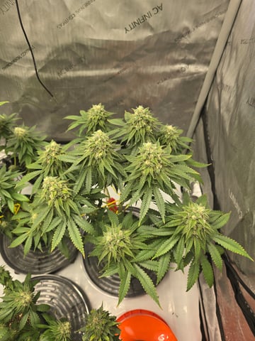 Homegrown - 🍒 🥧 & GSC Auto, 🚀 Seeds 🍌 Buttercups  — flower, day 75