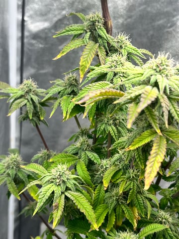 Humboldt Chicken N Wafflez — flower, day 77